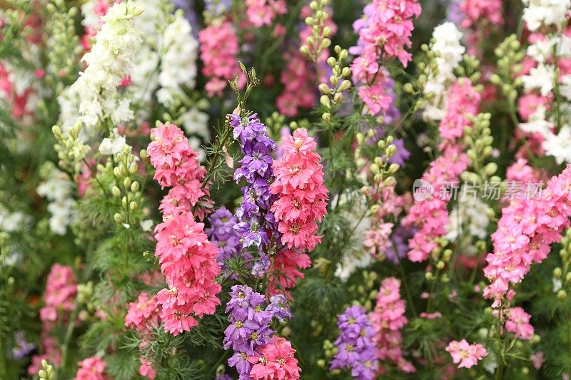 Snapdragon, Antirrhinum Majus